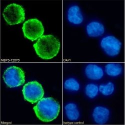 CD15/Lewis X Rabbit anti-Human, Clone: BRA-4F1, Novus Biologicals 0.2 mg;